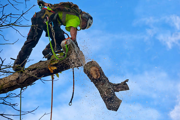 Professional Tree Care in Bremerton, WA